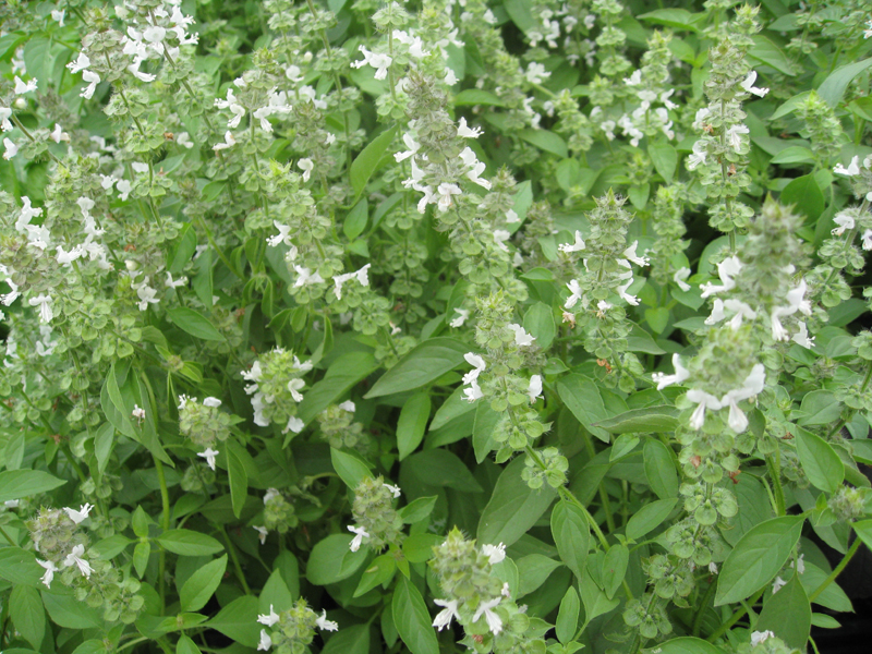 Online Plant Guide Ocimum basilicum 'americanum' / Lime Basil